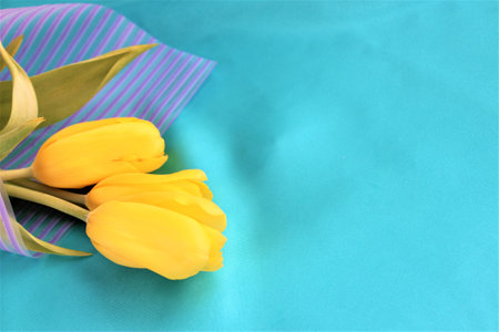 Yellow tulips on a blue background with a place for your textの写真素材