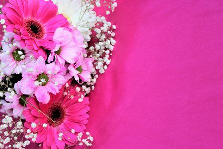 Pink gerbera flowers and gypsophila on pink background