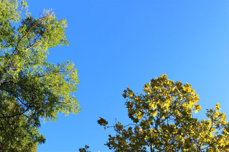 Autumn leaves on a background of blue sky, view from belowの写真素材