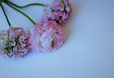Bouquet of pink carnation flowers on a white background.の写真素材