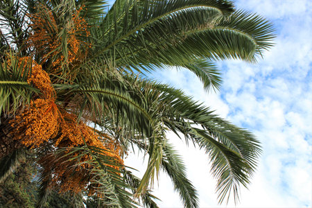 Palm tree with ripe dates on blue sky background, horizontal photoの写真素材