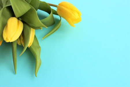 Yellow tulips on blue background with copy space for your text.の写真素材