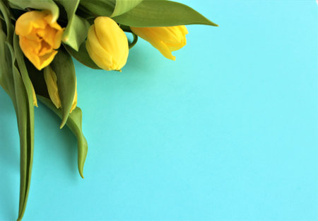Yellow tulips on a blue background with copy space. Spring concept.の写真素材
