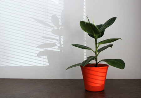 Ficus in a pot on a wooden table with window blindsの写真素材