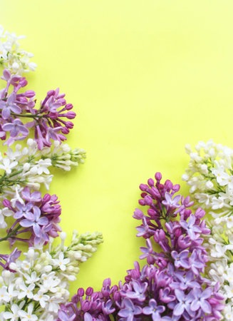 Purple and white lilac flowers on yellow background. Top view.の写真素材