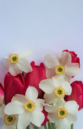 Bouquet of tulips and daffodils on white background