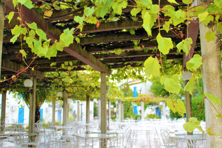 restaurant in the city, green leaves on the terraceの写真素材