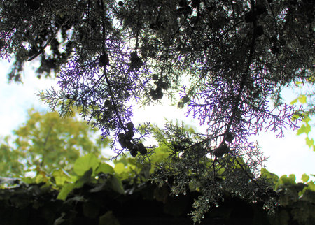 Green leaves and branches of a tree on a background of blue skyの写真素材