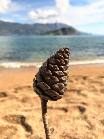 Pine cone on the beach in Montenegro. Toned.