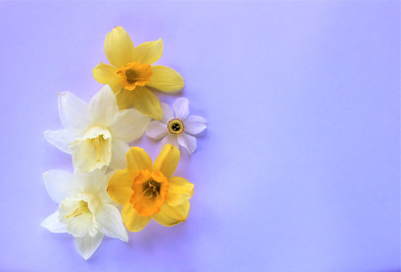 White and yellow daffodils on a purple background with copy spaceの写真素材
