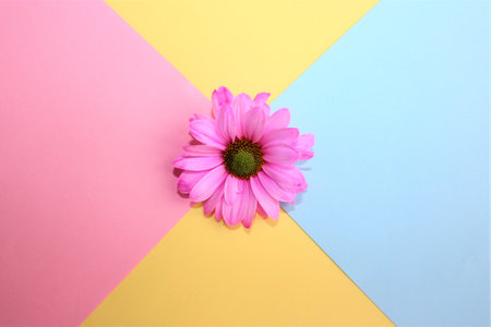 Pink gerbera flower on colorful background. Minimal concept.の写真素材