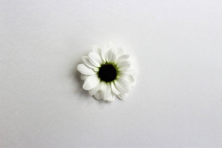 White daisy flower on a white background. Flat lay, top view.の写真素材