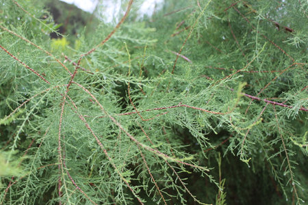 Close-up of the branches of a coniferous tree.