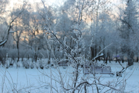 Hoarfrost on the branches of trees in the park in winterの写真素材