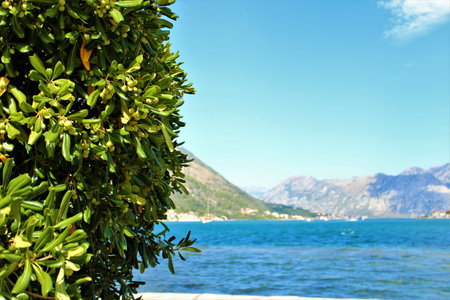 Green leaves on the background of the sea and mountains in Montenegro