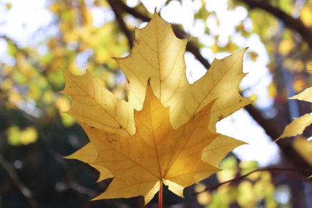 Yellow maple leaf in the autumn park. Close-up view.