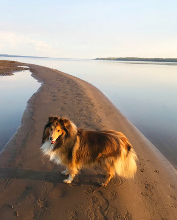 Sheltie dog on the beach in the evening at sunset.の写真素材