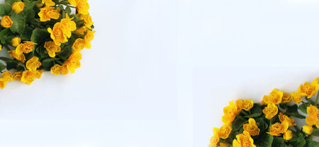 Bouquet of yellow flowers on a white background with space for textの写真素材