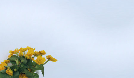 Bouquet of yellow buttercup flowers on a white background.