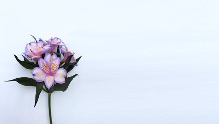 Alstroemeria flowers on a white background. Place for text.