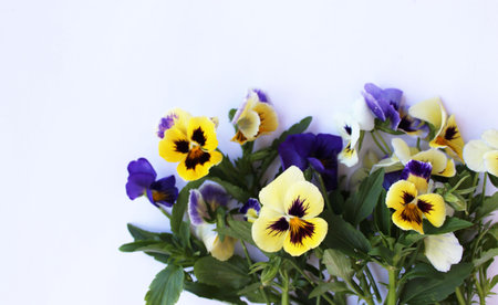 bouquet of pansy flowers on a white background. selective focusの写真素材
