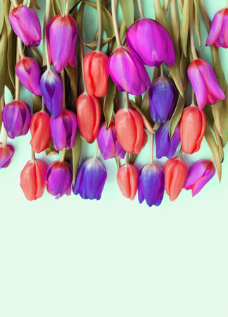 Multiwith space for textcolored tulips on a blue backgroundの写真素材