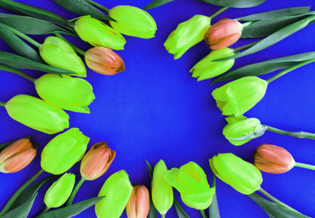 Yellow and red tulips on a blue background, arranged in a circle.の写真素材