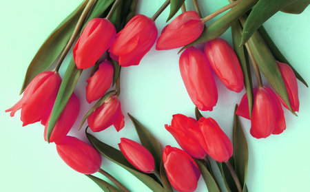 Red tulips on a light green background. Spring flower arrangement.