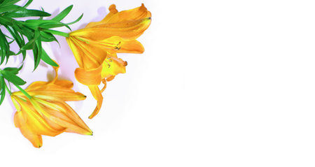Yellow lily flowers on white background. Flat lay, top view.の写真素材
