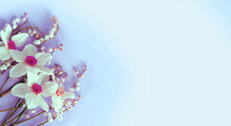 A delicate spring bouquet with daffodils and a white background with free space for text. Background for congratulations. A bouquet of daffodils.の写真素材