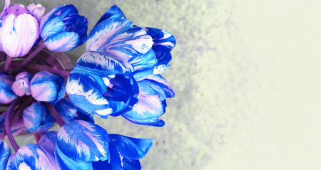 Blue variegated tulips. A delicate spring composition. Background for congratulations.の写真素材