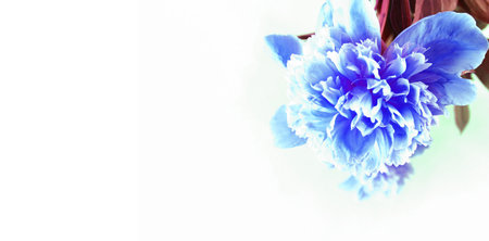 Blue peony flowers on a white background. Place for text.の写真素材
