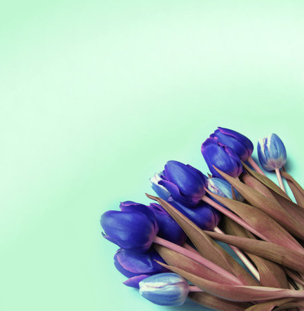 Bouquet of purple tulips on turquoise background. Top view.の写真素材