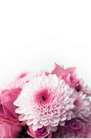 Pink chrysanthemum bouquet on white background, soft focusの写真素材