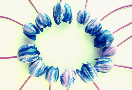 Circle frame of blue and purple tulips on pastel backgroundの写真素材
