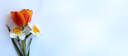 Bouquet of tulips and daffodils on a white backgroundの写真素材