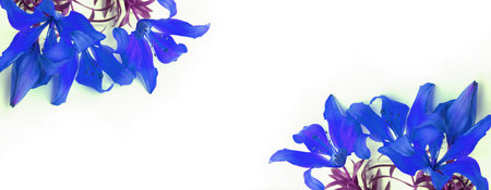 Blue flowers on a white background with copy space. Floral background.の写真素材