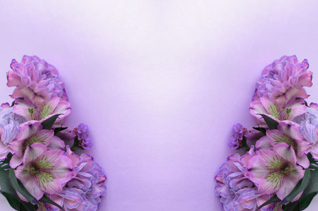 Purple alstroemeria flowers on a lilac background.の写真素材
