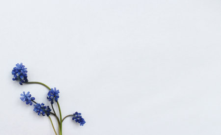 Blue muscari flowers on a white background with space for textの写真素材