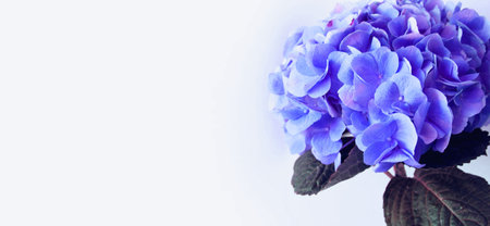 Blue hydrangea flower on white background with copy space.の写真素材