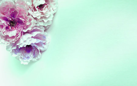 pink peony flowers on green background with copy space for textの写真素材
