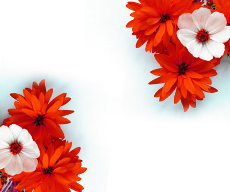floral background with red and white daisies on white backgroundの写真素材