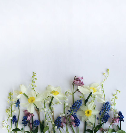Spring flowers on white background. Daffodils and muscariの写真素材