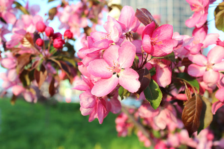 Pink flowers of apple tree in the spring garden on a sunny day