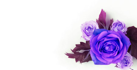 purple and violet roses on white background with copy space for textの写真素材