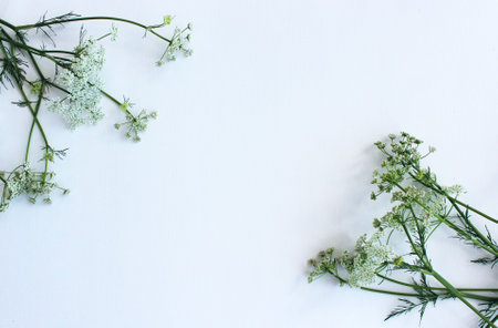 White flowers on a white background. Flat lay, top view.の写真素材