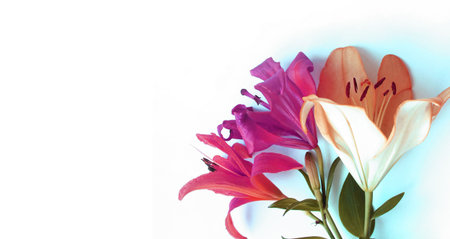 bouquet of lily flowers on a white background with copy spaceの写真素材