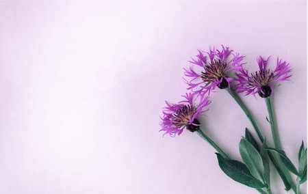 Bouquet of purple cornflowers on a pink background.の写真素材