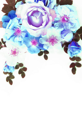 Beautiful blue and purple roses on white background, close-upの写真素材