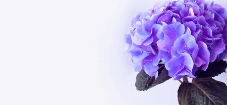 Blue hydrangea flower on white background with copy space.の写真素材